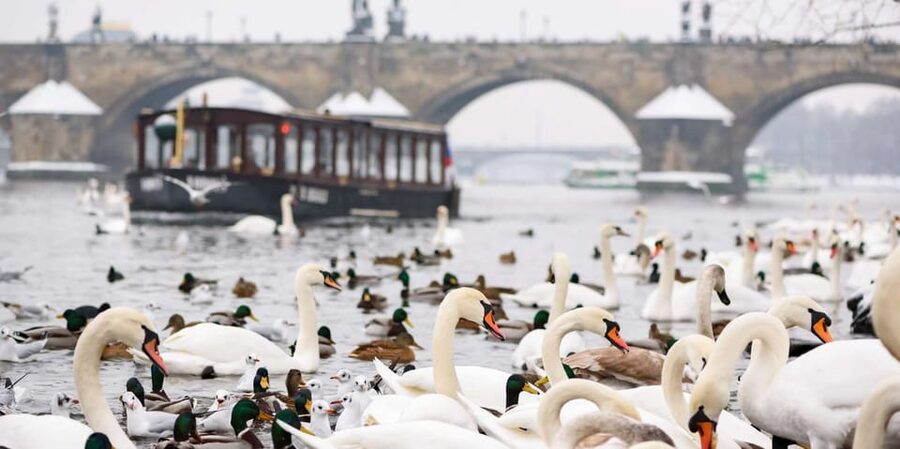 Prague: River Cruise, Charles Bridge Museum, & Walking Tour - The 45-minute walk around Charles Bridge and Lesser Town