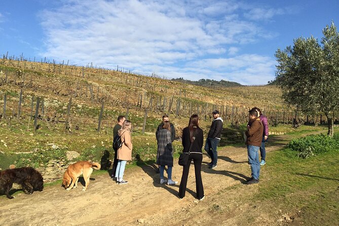 Premium Douro Valley Small-Group Tour, Wine Tasting, Lunch & Boat - Quinta do Panascal and three Port wines