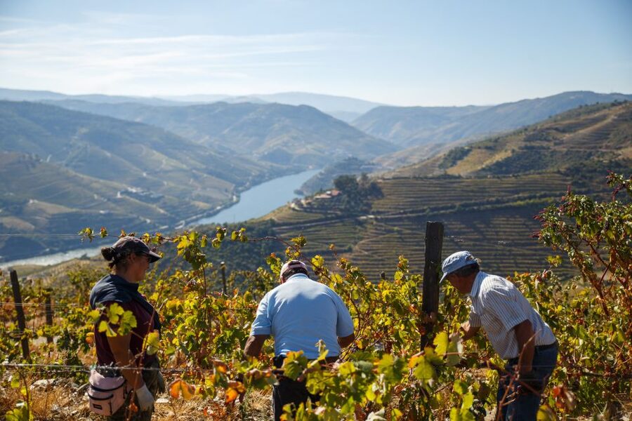 Private Douro Valley 4WD Tour with Wine Tasting and Picnic - Port wine at a local quinta