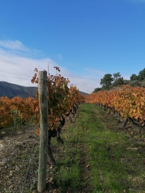 Private Douro Valley 4WD Tour with Wine Tasting and Picnic - Comfort, access, and what to pack
