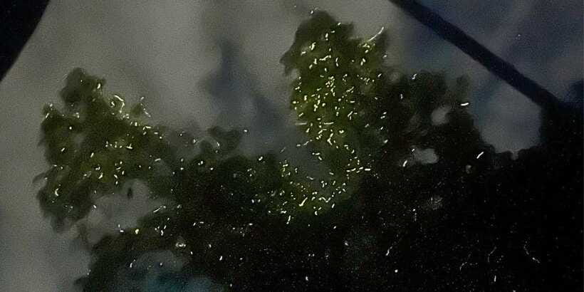 Private Firefly Watching Night Cruise on Bohol Abatan River - How private is this experience?