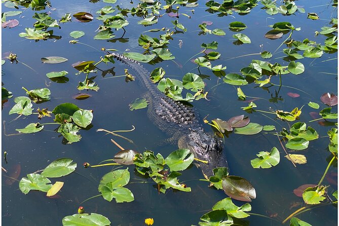 Private River Of Grass Everglades Airboat Adventure - Four Captains, Four Ways to Read the Everglades