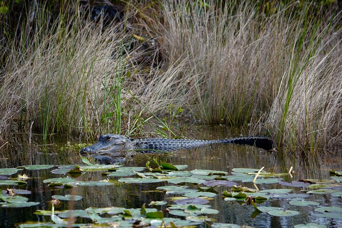 Private River Of Grass Everglades Airboat Adventure - Who Should Book This Airboat Adventure?