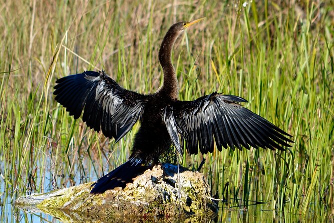 Private River Of Grass Everglades Airboat Adventure - Wildlife Stops, From Alligators to Nesting Birds