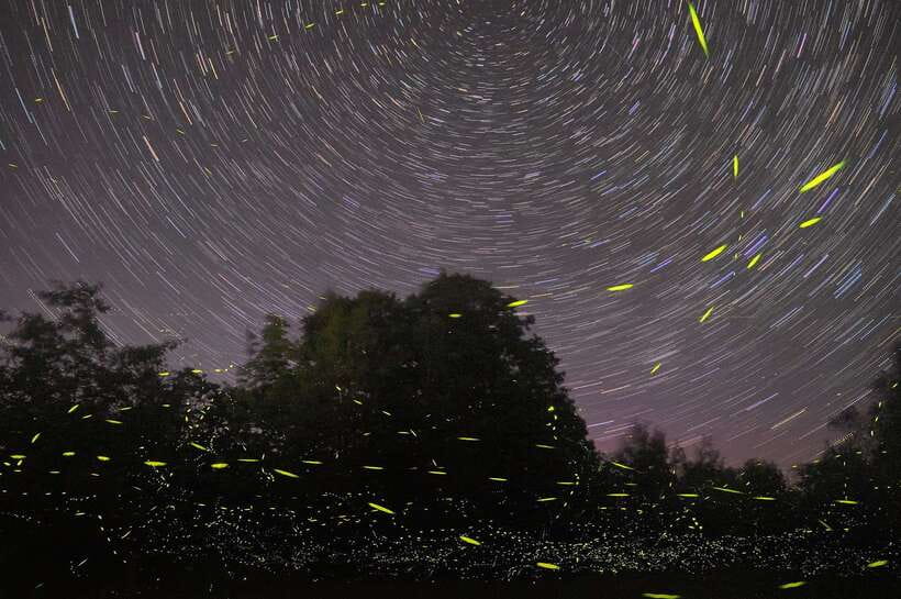 Puerto Princesa: Underground River and Firefly Watching Tour - Fireflies, dinner, and glowing water