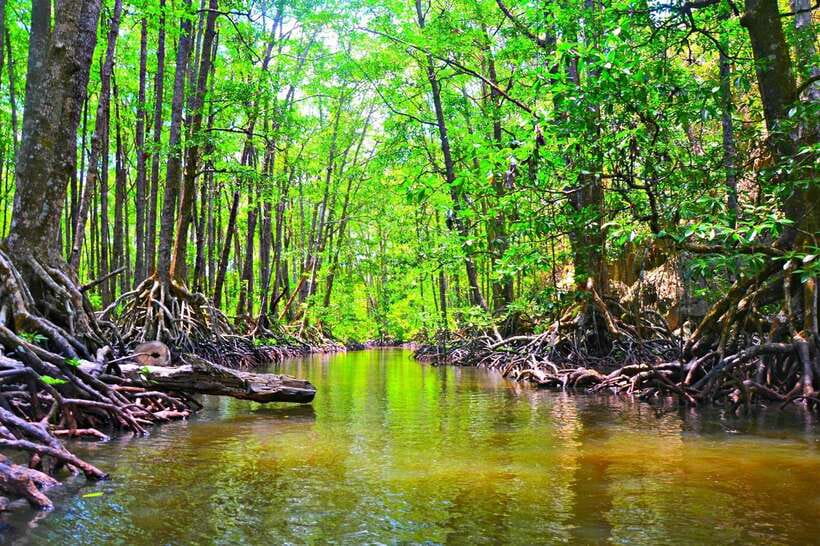 Puerto Princesa: Underground River, Zipline, Paddleboat Tour - A quiet paddle through the mangrove forest