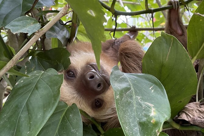 Puerto Viejo Sloth Jungle and River Kayaking Tour - Key points to know before you book