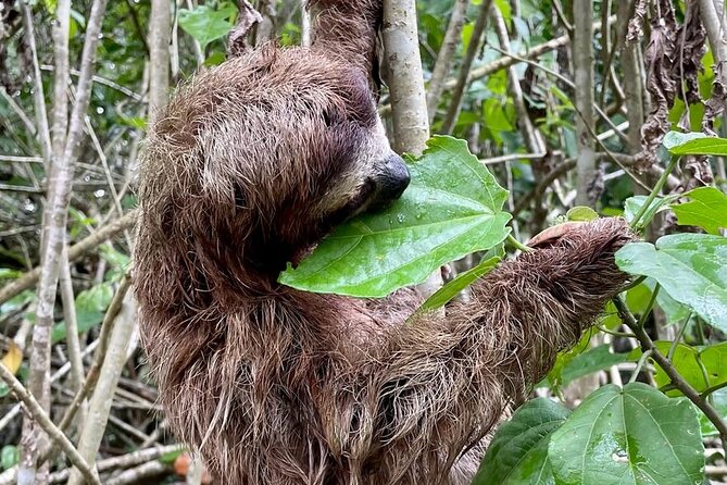 Puerto Viejo Sloth Jungle and River Kayaking Tour - The forest walk: sloths, monkeys, plants, and a sea view