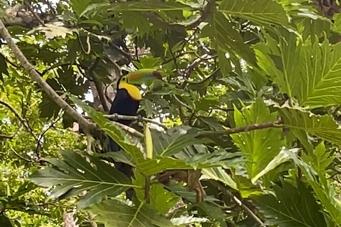 Puerto Viejo Sloth Jungle and River Kayaking Tour - Starting at Pachos Place Kajac and Surfing