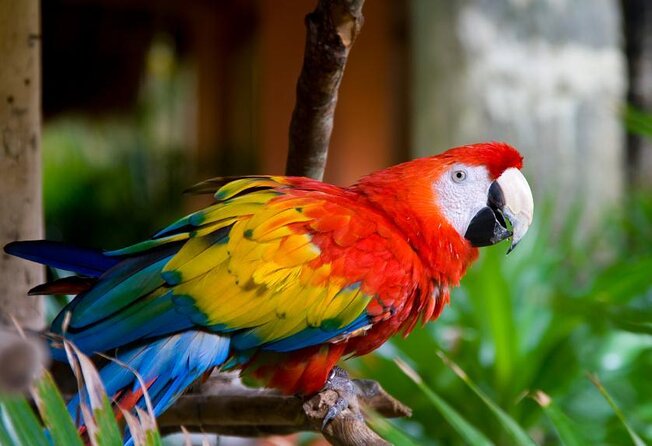 Puntarenas Shore Excursion: Rainforest Skywalk & Tarcoles River - Key points to know before booking