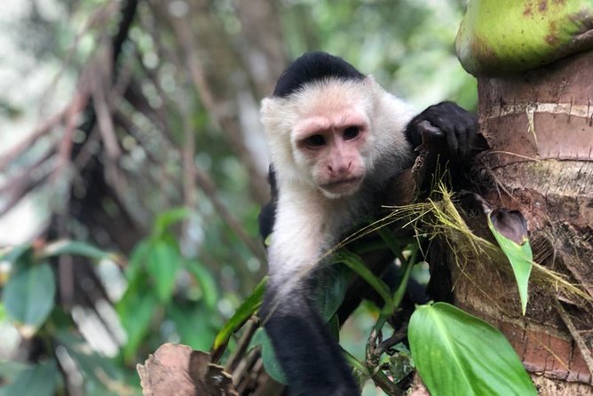Puntarenas Shore Excursion: Rainforest Skywalk & Tarcoles River - Practical value at $125