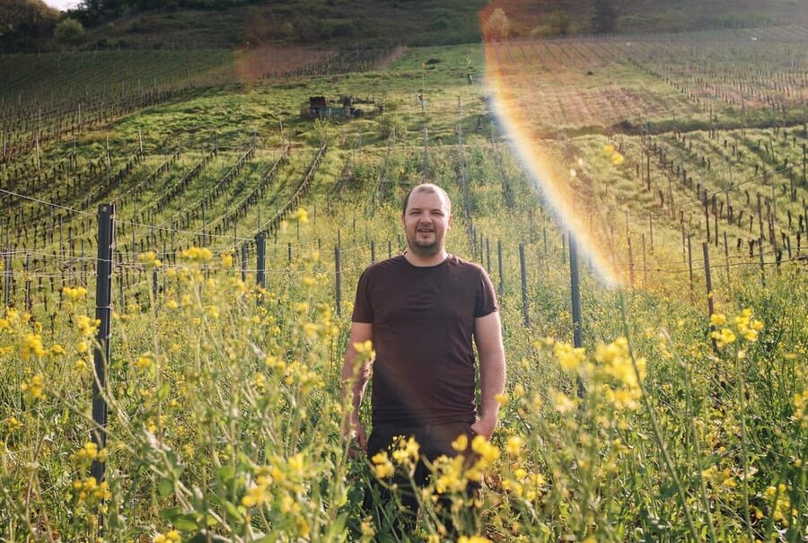Reil, Mosel: Guided organic wine tasting and cellar tour - Tasting four to five handcrafted organic wines