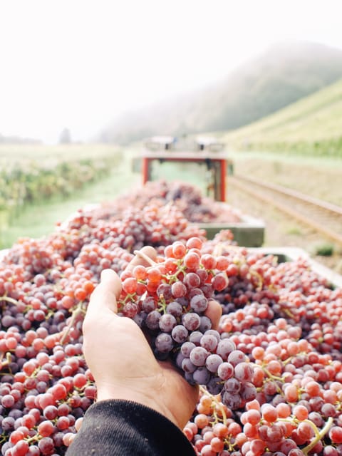 Reil, Mosel: Guided organic wine tasting and cellar tour - Useful planning details