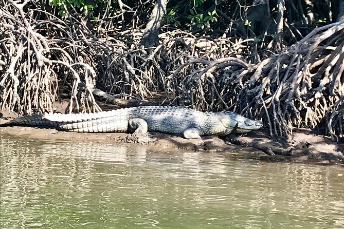 River Cruise - From the marina to Port Douglas waterfront