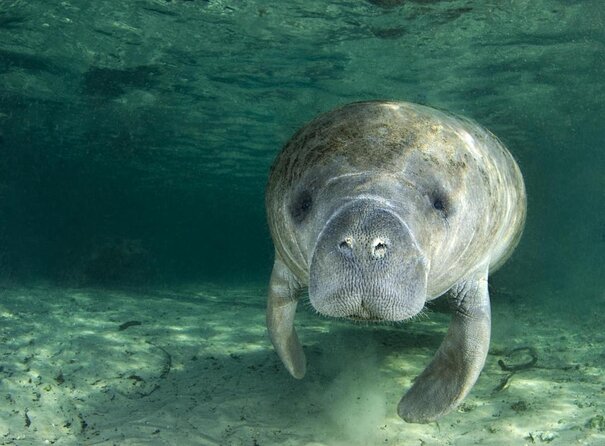 River Cruise Tour with Manatee Viewing - Why Crystal River is a fine place to look for manatees