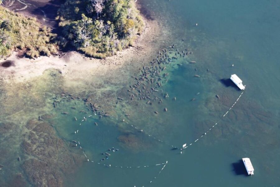 River Cruise with Manatee Viewing - Key points to know before you book