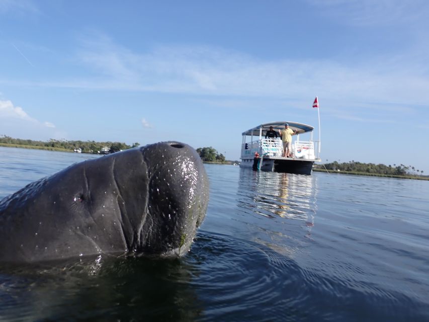 River Cruise with Manatee Viewing - Looking for manatees in their natural setting