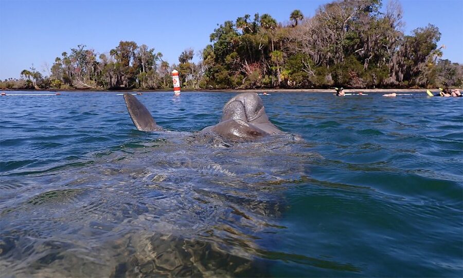 River Cruise with Manatee Viewing - How the guiding affects the experience