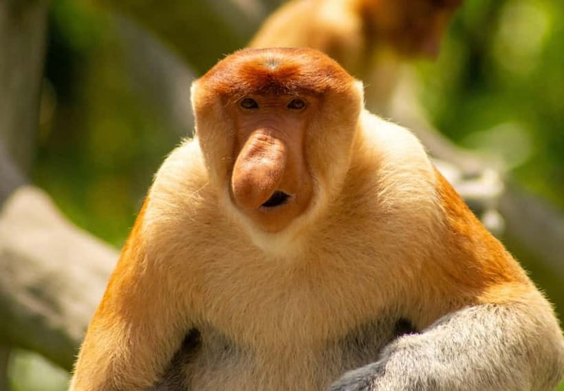Sandakan: 3D2N The Wild Heart of Borneo River Secrets - Cruise two and the jungle walk