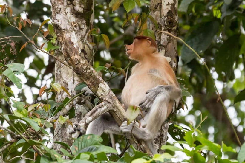 Sandakan: 3D2N The Wild Heart of Borneo River Secrets - The final dawn cruise