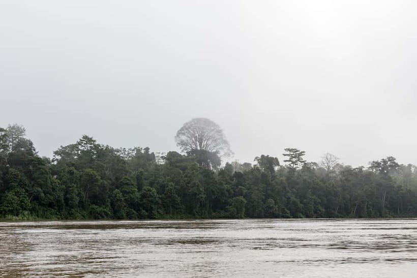 Sandakan: 3D2N The Wild Heart of Borneo River Secrets - The wildlife you may actually see