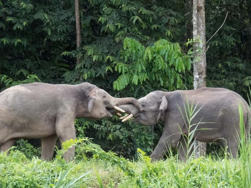 Sandakan: 3D2N The Wild Heart of Borneo River Secrets - From Sandakan to the riverbank lodge