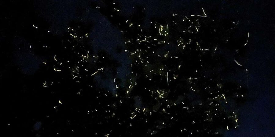 Shared Firefly Watching Cruise on Bohol’s Scenic Loboc River - Why the Loboc River fireflies are worth seeing
