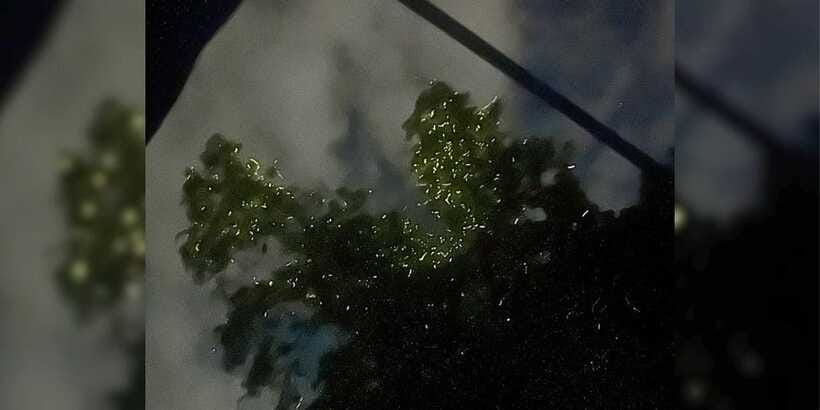 Shared Firefly Watching Cruise on Bohol’s Scenic Loboc River - Who will enjoy this shared evening tour
