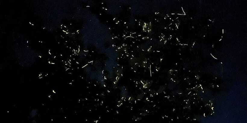 Shared Firefly Watching Cruise on Bohol’s Scenic Loboc River - Cancellation and booking flexibility