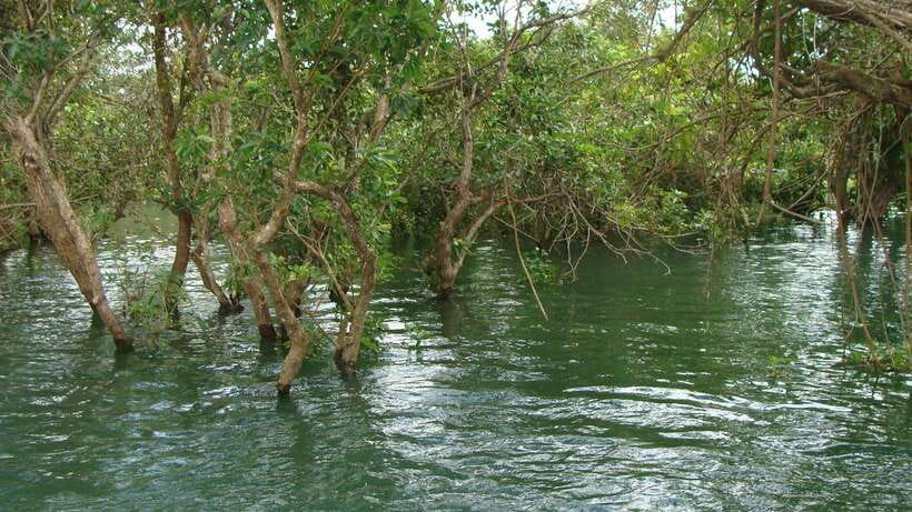 Siem Reap: Tonle Sap, Kampong Phluk & Floating Village Tour - The optional canoe through the flooded forest