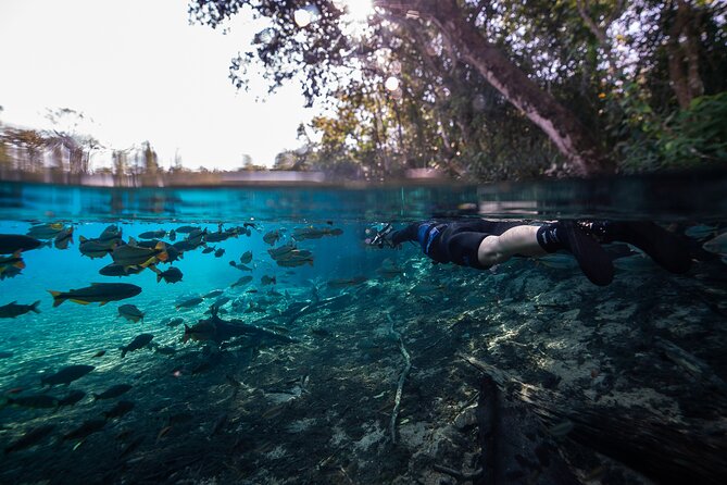 Snorkel in the Sucuri River - Why the Sucuri River is so special