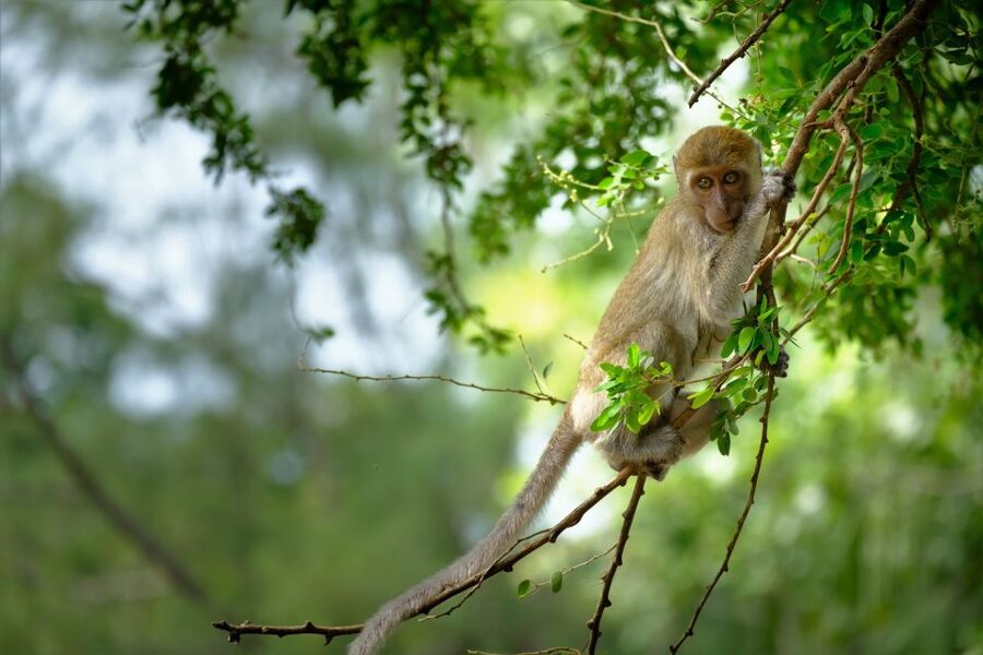 Sok River: Bamboo Raft Ride, Monkey Temple & View Point Tour - What the $61 price really covers
