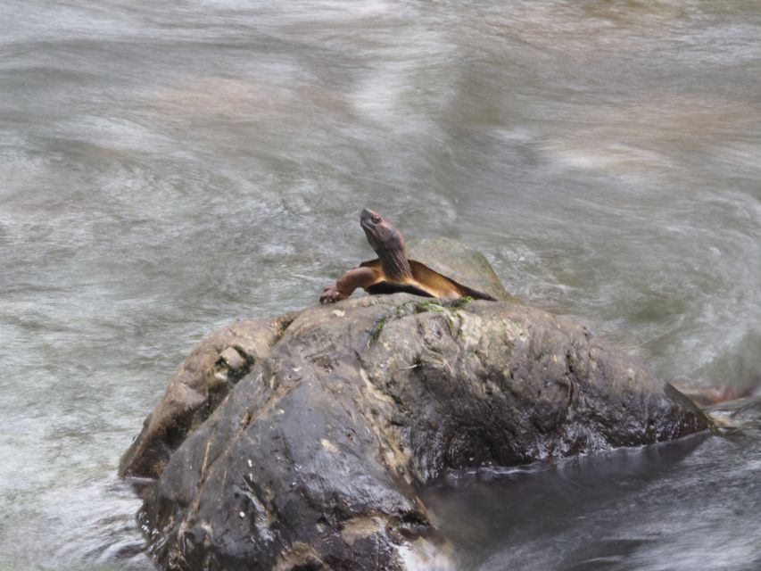 Sok River: Bamboo Raft Ride, Monkey Temple & View Point Tour - Who will enjoy this most