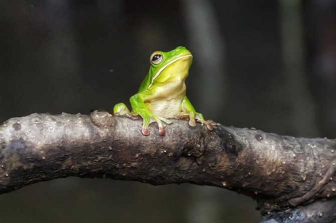 Solar Whisper Daintree River Crocodile and Wildlife Cruise - Crocodiles are the main event