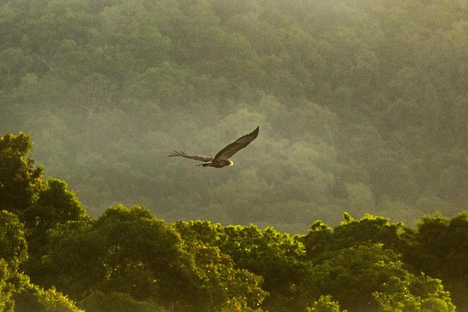 Solar Whisper Daintree River Crocodile and Wildlife Cruise - Guides who do more than point at crocs