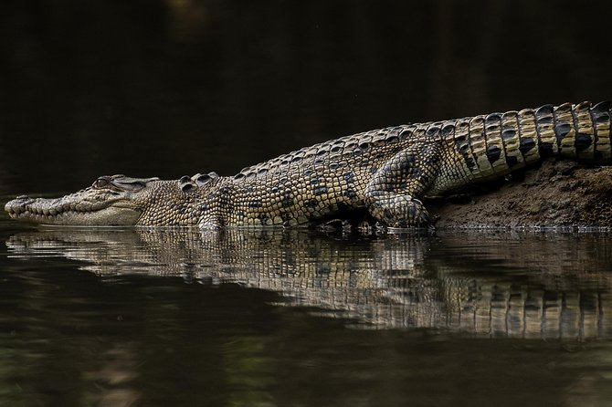 Solar Whisper Daintree River Crocodile and Wildlife Cruise - The river, rainforest, and mangroves