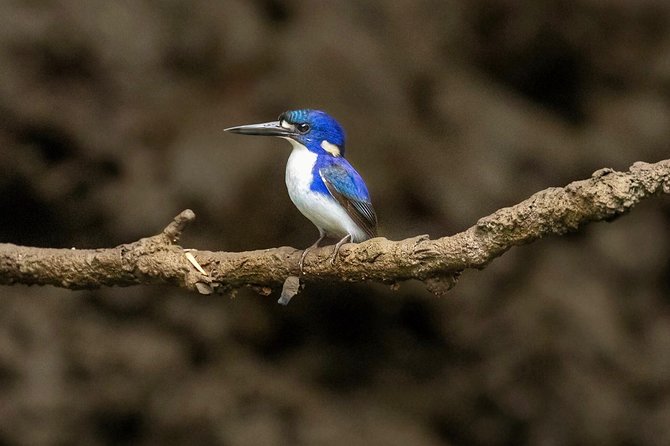 Solar Whisper Daintree River Crocodile and Wildlife Cruise - What the $25.10 price includes