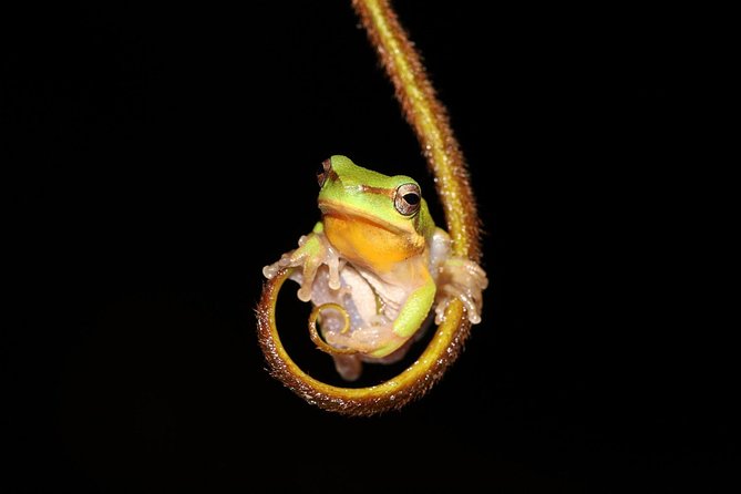 Solar Whisper Daintree River Crocodile and Wildlife Cruise - Timing, weather, and practical planning