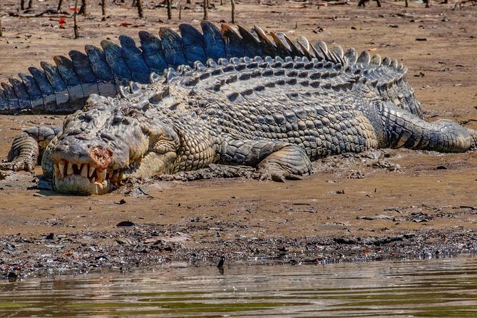 Solar Whisper Daintree River Crocodile and Wildlife Cruise - One row of seats means better views