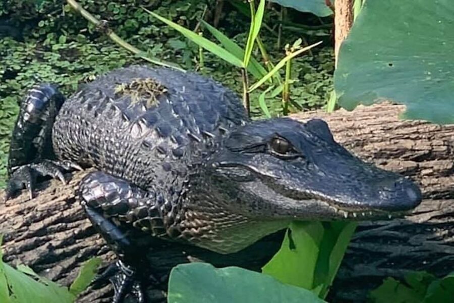 St. Augustine: St. Johns River Airboat Safari with a Guide - Cruising through Trout Creek and Six Mile Creek