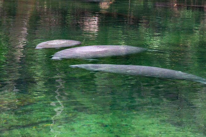 St. Johns River Cruise - Blue Spring State Park - What the two-hour cruise is really like