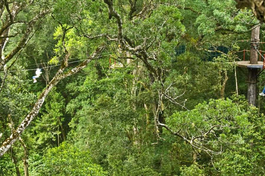 Storms River: Tsitsikamma National Park Zipline Canopy Tour - The 600-meter walk deserves planning