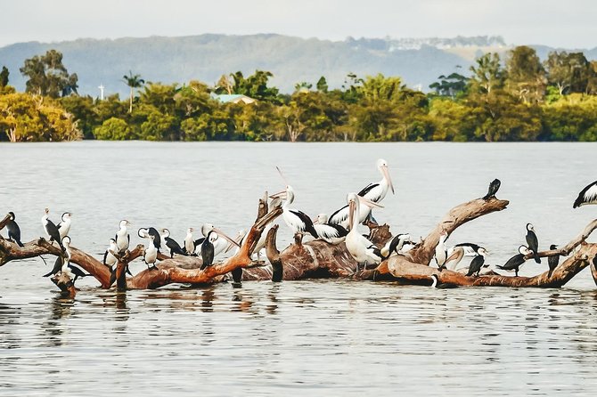 Sunset River Cruise near Byron Bay - From Byron Bay to Ballina’s Lance Ferris Wharf