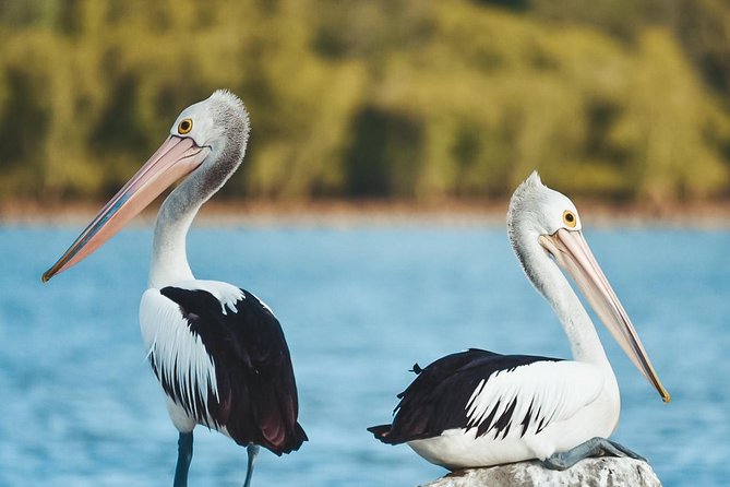 Sunset River Cruise near Byron Bay - A marine biologist adds useful context