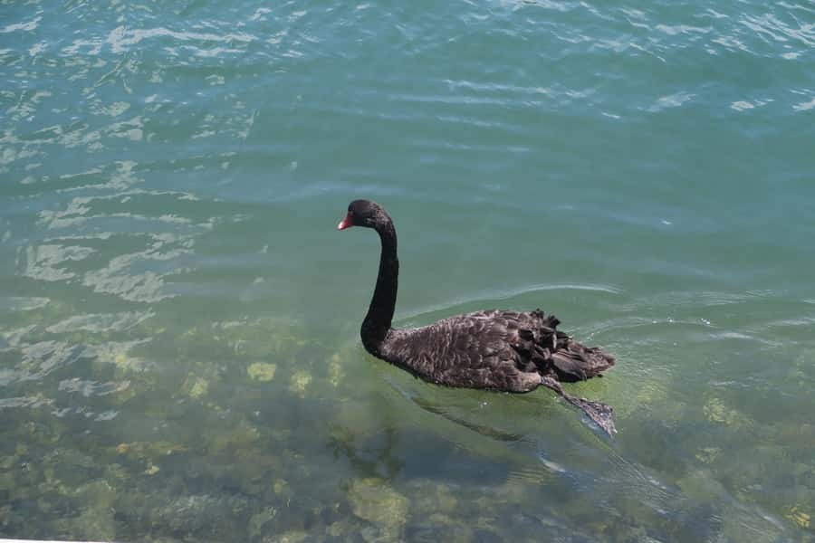 Surfers Paradise: Sightseeing Midday River and Canal Cruise - Commentary with local colour