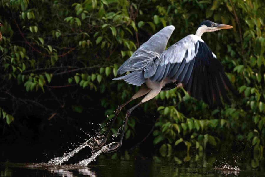 Tambopata: Multi-Day Amazon Rainforest Tour with Local Guide - Key points to know before booking