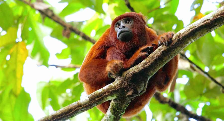 Tambopata: Multi-Day Amazon Rainforest Tour with Local Guide - From Puerto Maldonado to the Madre de Dios River