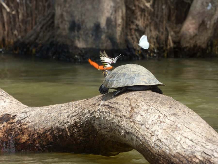 Tambopata: Multi-Day Amazon Rainforest Tour with Local Guide - Day 2: Why Sandoval Lake is the strongest day