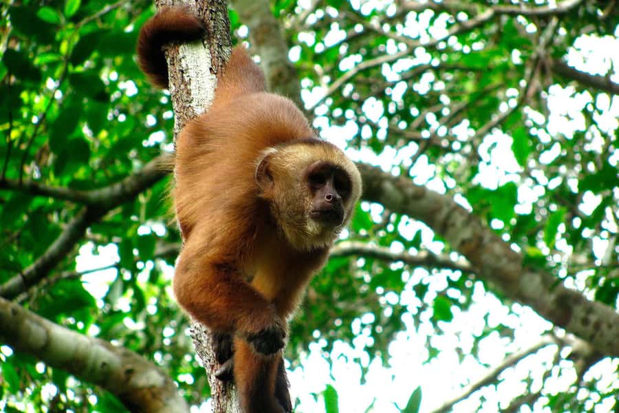 Tambopata: Multi-Day Amazon Rainforest Tour with Local Guide - Lodge life, meals, and the practical comfort level
