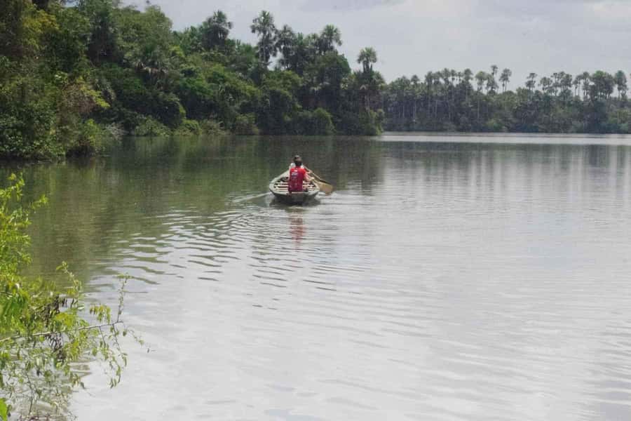 Tambopata: Multi-Day Amazon Rainforest Tour with Local Guide - Day 1: Canopy views and caimans after dark